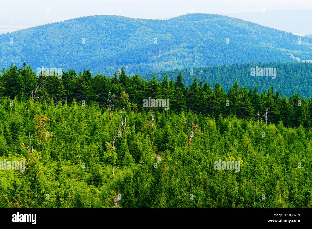 Kalenica (Turnberg) mountain summit in the Owl Mountains Landscape Park, Sudetes, Poland. Forested hills with growing spruce trees in evergreen forest Stock Photo