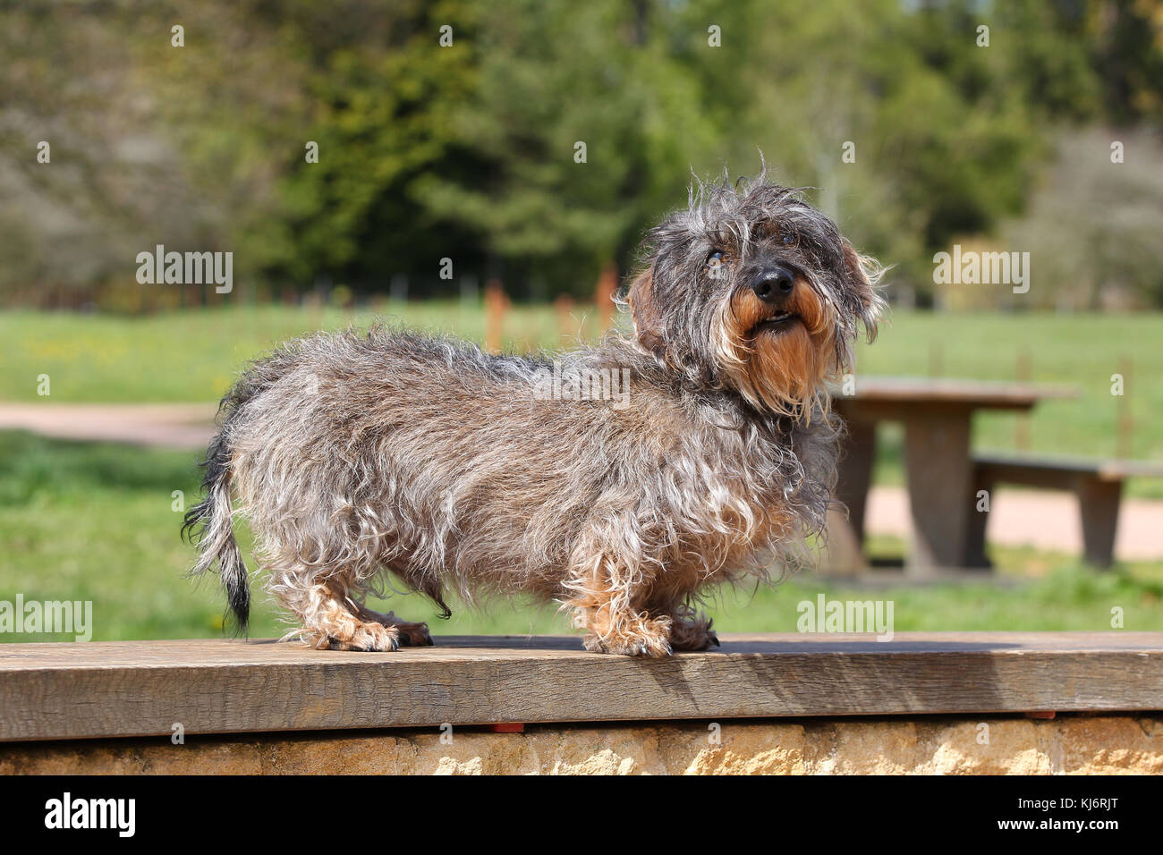 Wire-haired Miniature Dachshund dog standing on bench Stock Photo