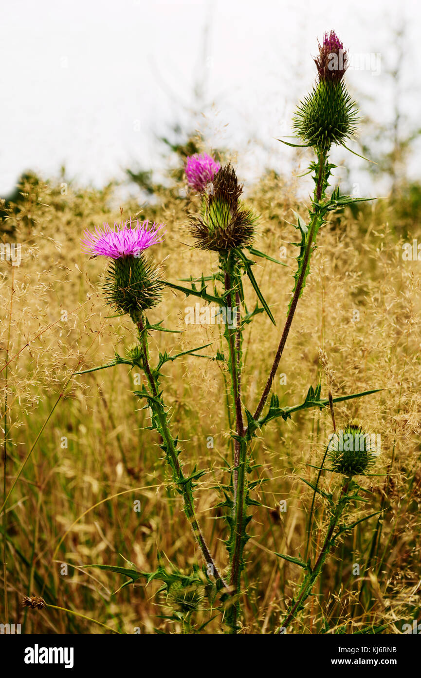 Spiny plumeless thistle blossoming plant on autumn meadow. Fall grassland with Carduus acanthoides flowers close up. The Owl Mountains, Poland. Stock Photo