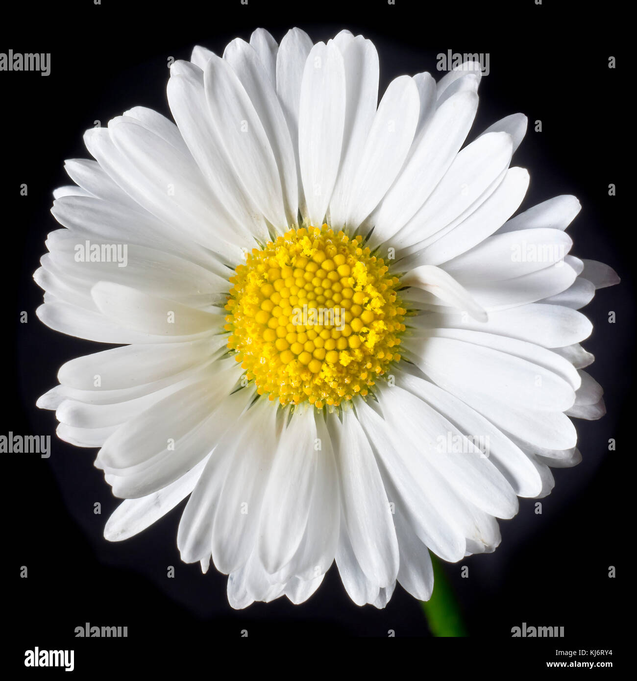 Single daisy on black background Stock Photo - Alamy