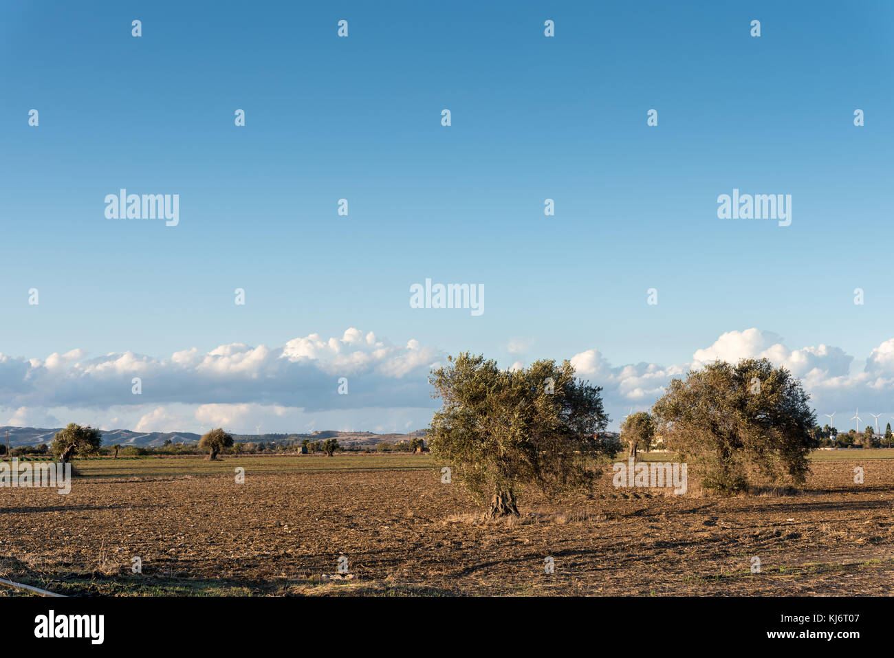 Olive trees in rural Cyprus village - Mazotos Stock Photo - Alamy