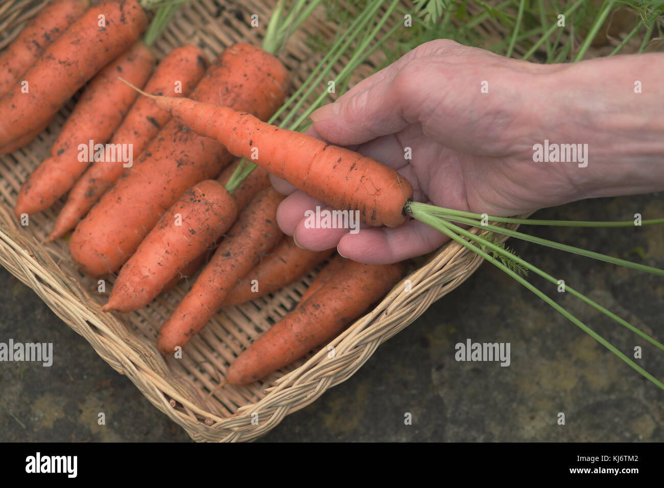 A close up photograph of a hand placing a freshly pulled organically grown carrot in a wicker basket containing several other carrots Stock Photo