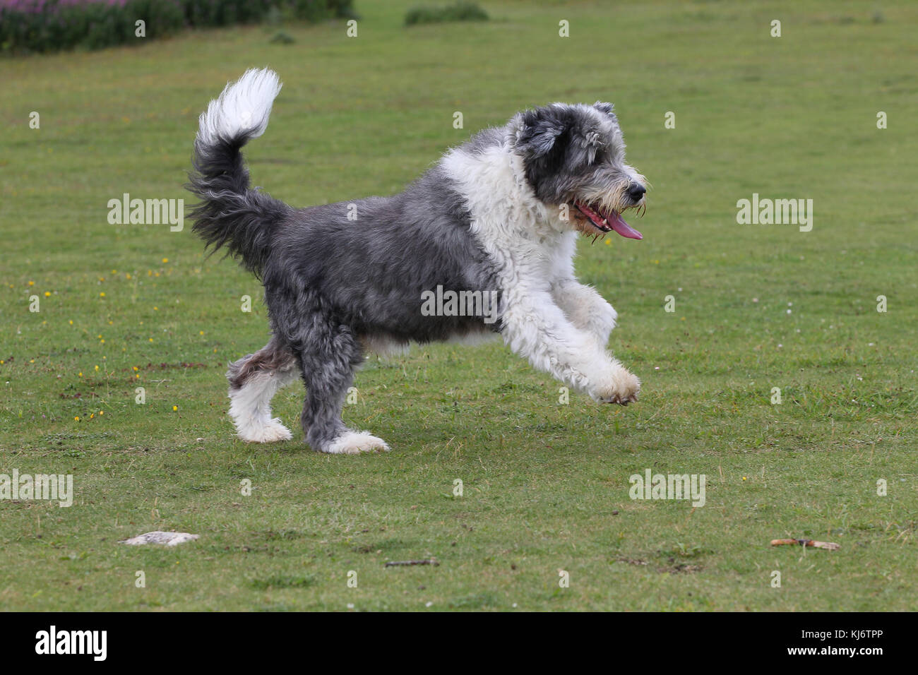 Bearded Collie dog running on grass panting with front legs in the air