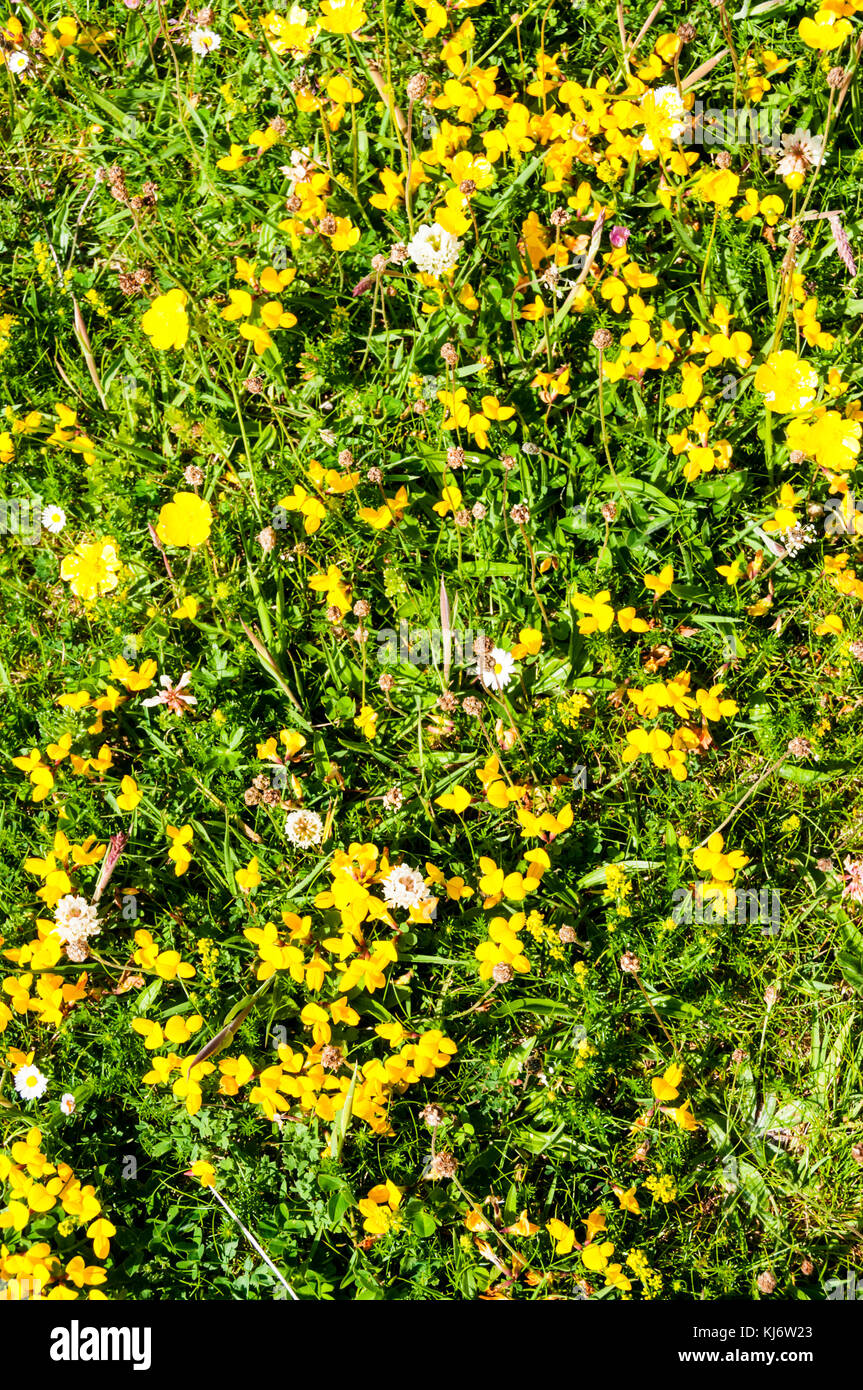 Close up of machair on North Uist in Outer Hebrides. Stock Photo