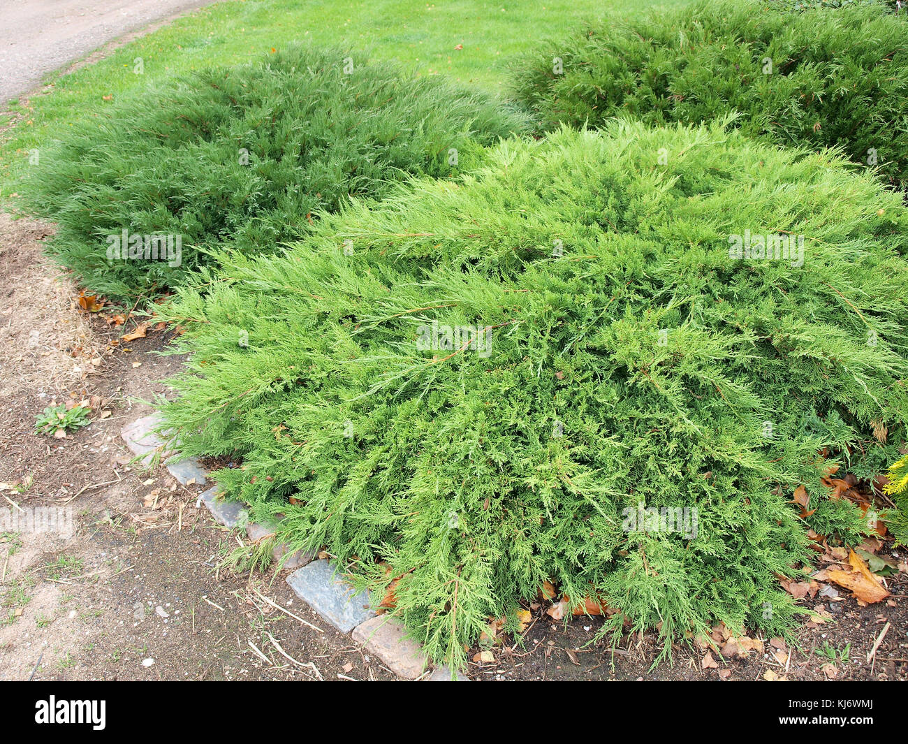 Popular ornamental plant savina juniper shrubs in garden Stock Photo