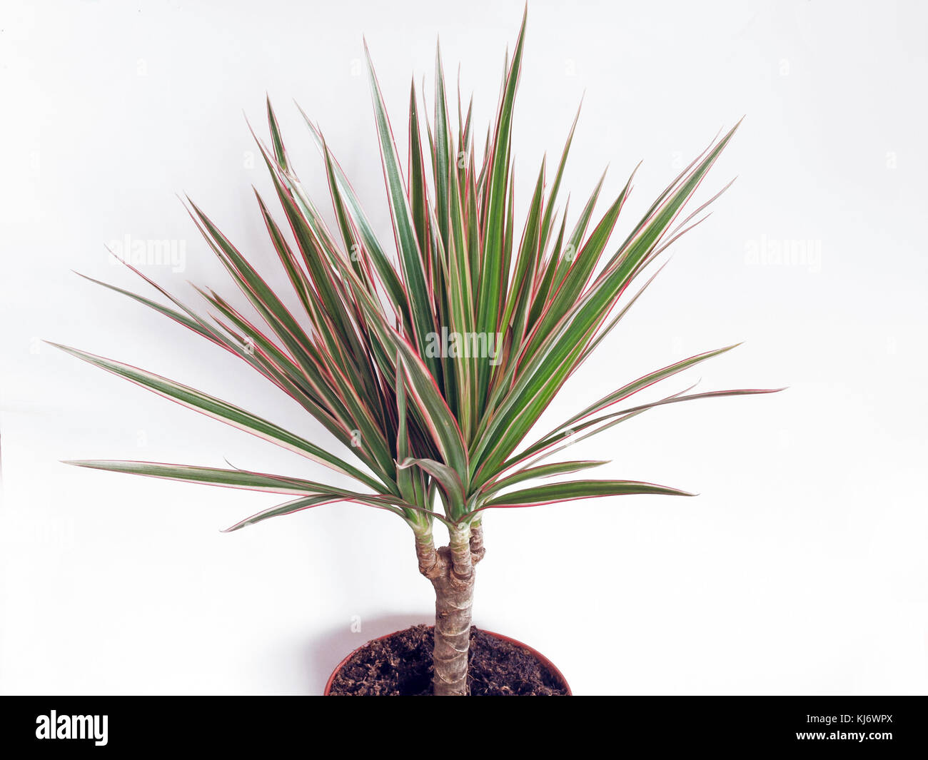Slow growing flowering container plant dracaena marginata or red edged dracaena or Madagascar dragon tree in flower pot close up on white background. Stock Photo