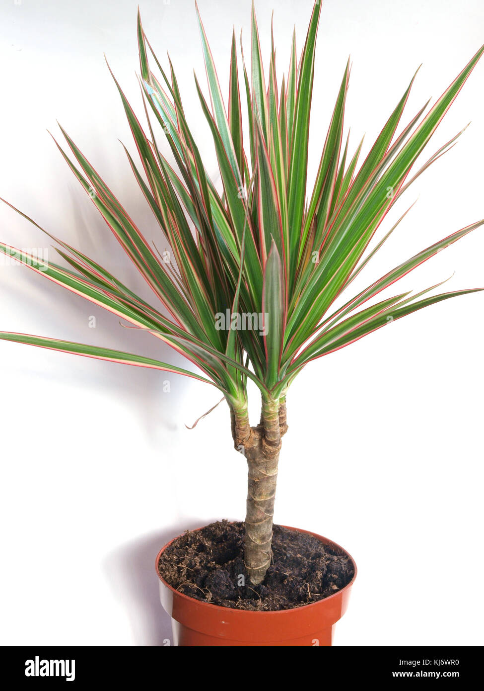 Slow growing flowering container plant dracaena marginata or red edged dracaena or Madagascar dragon tree in flower pot close up on white background. Stock Photo