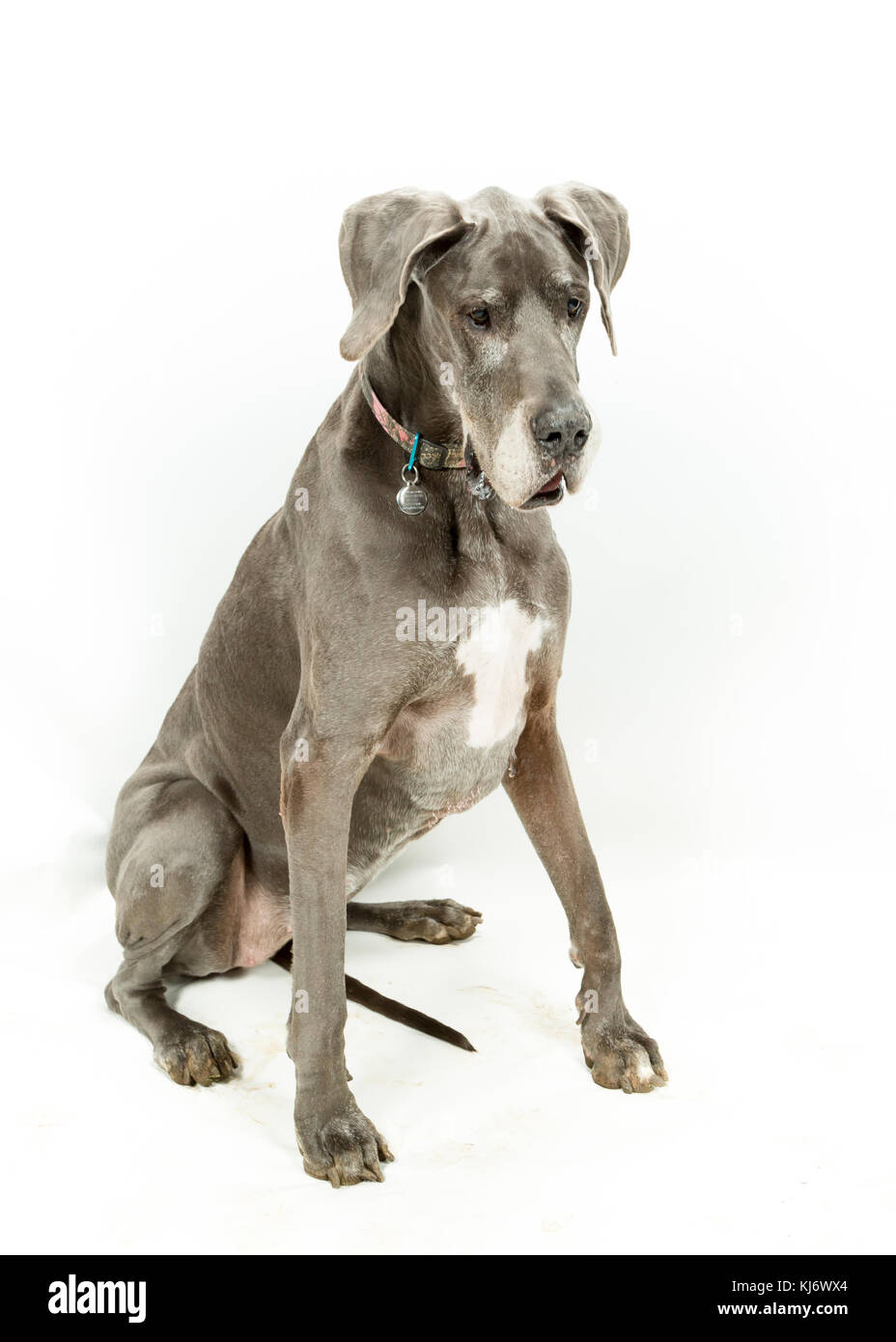 Great Dane Legs High Resolution Stock Photography and Images - Alamy