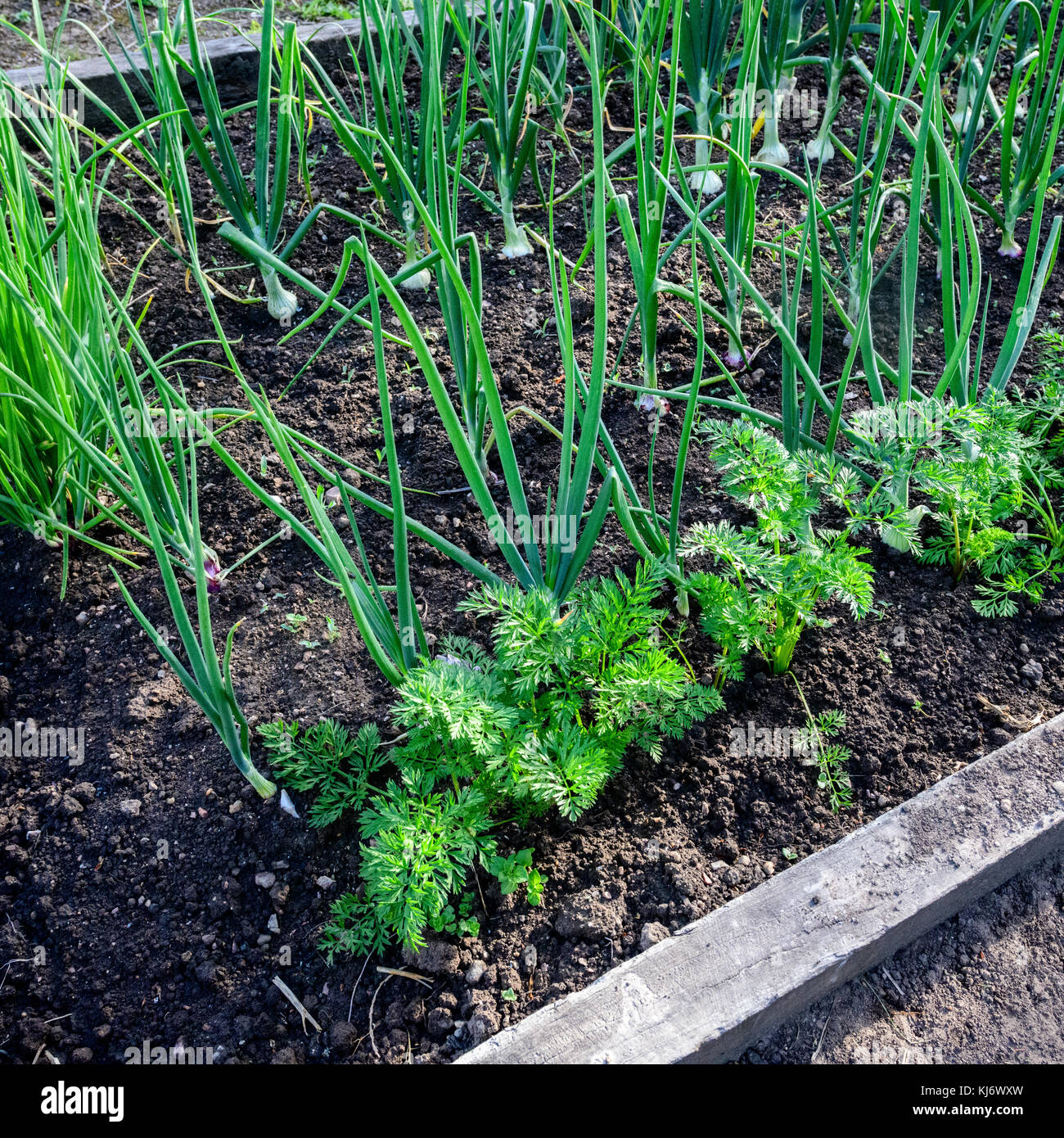 Carrots and Onions grow well together Stock Photo Alamy