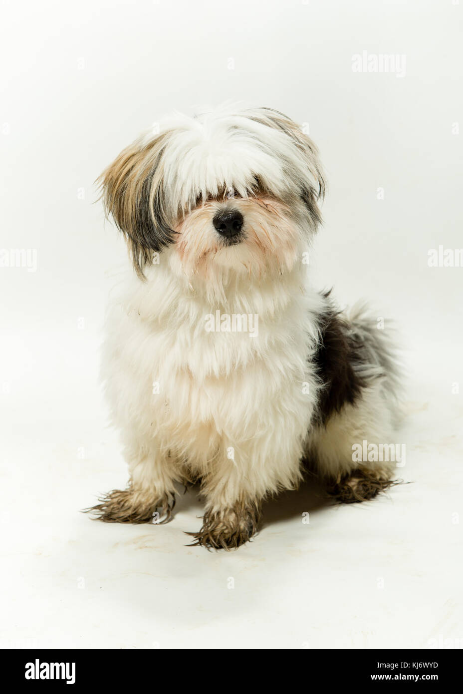Maltese Crossbreed Dog on White Background Stock Photo Alamy