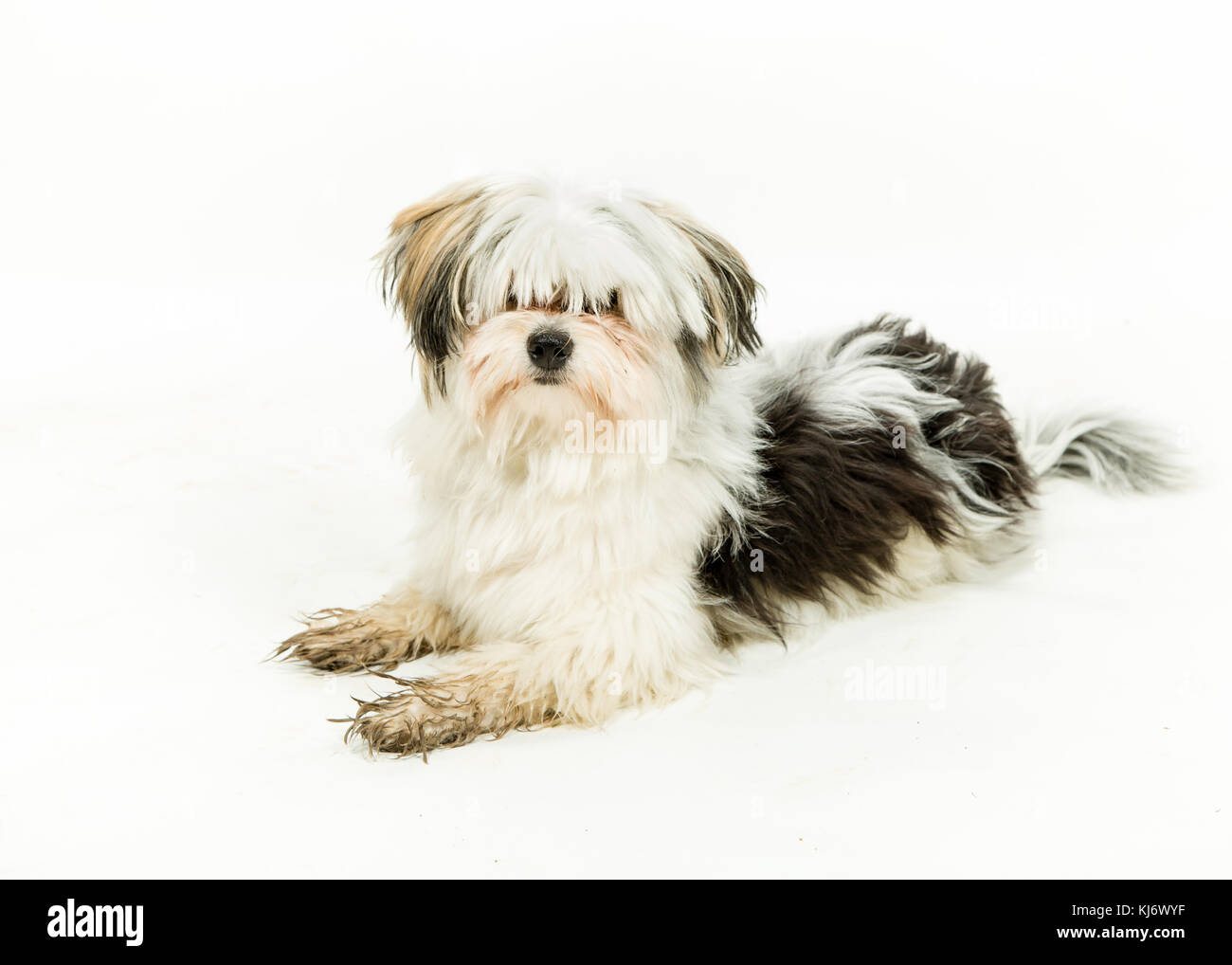 Maltese Crossbreed Dog on White Background Stock Photo Alamy
