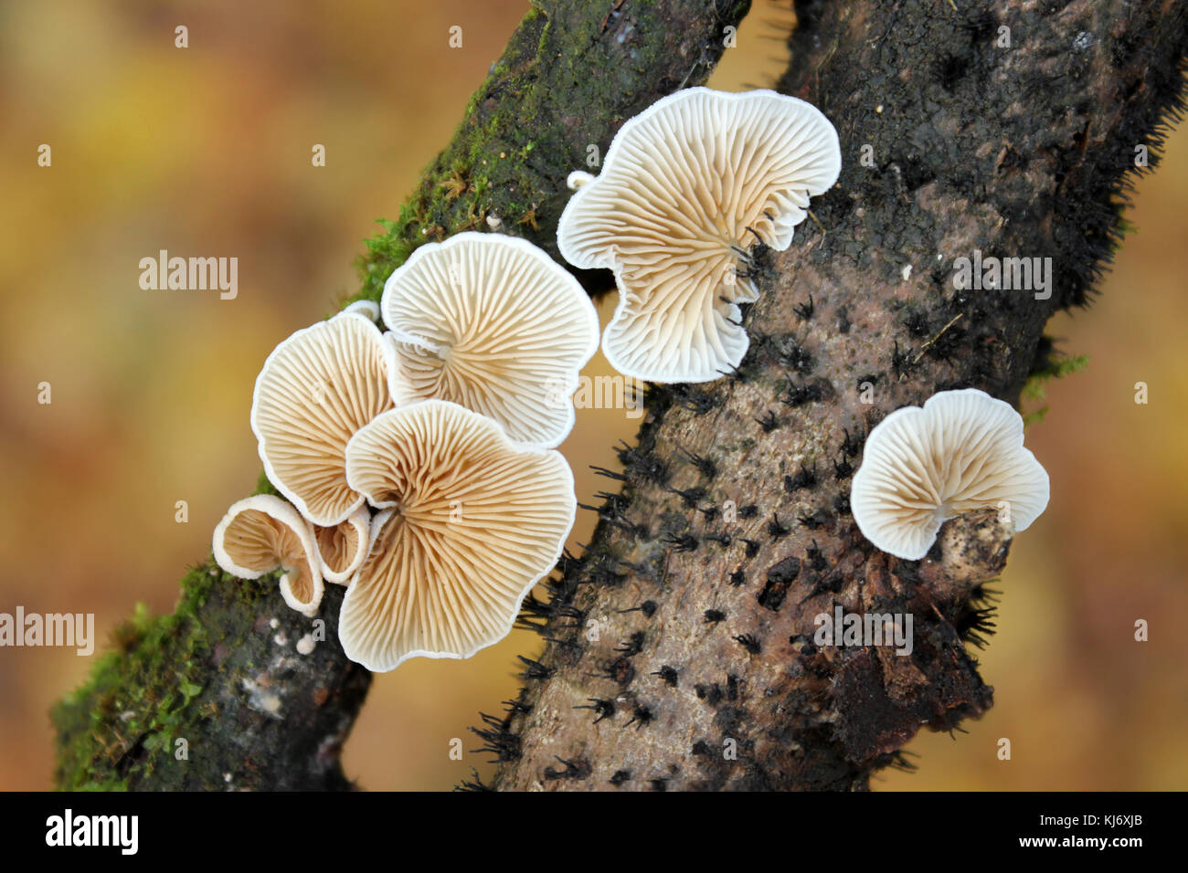Variable Oysterling Fungi Crepidotus variabilis Stock Photo