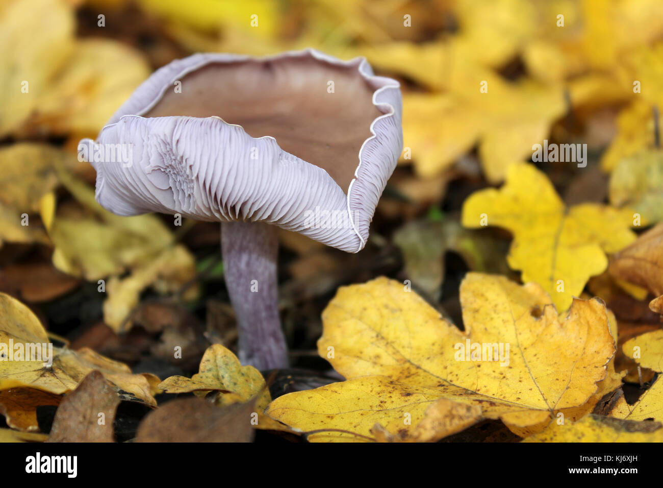 Wood Blewit Lepista (Clitocybe) nuda Stock Photo