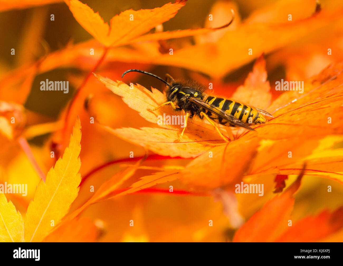 A macro shot of a common wasp sat in an acer palmatum tree. Stock Photo