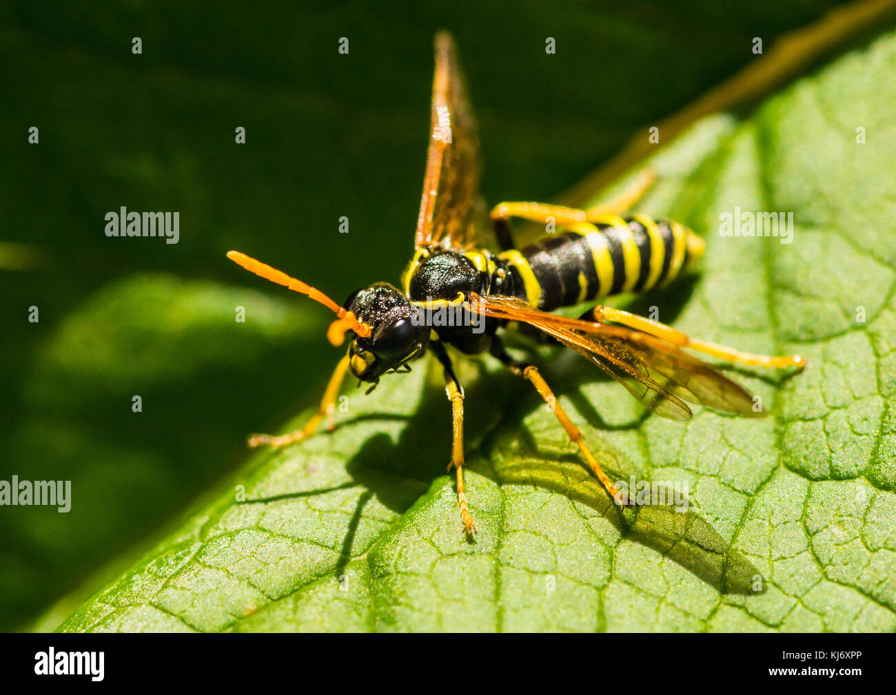 A macro shot of a figwort sawfly. Stock Photo