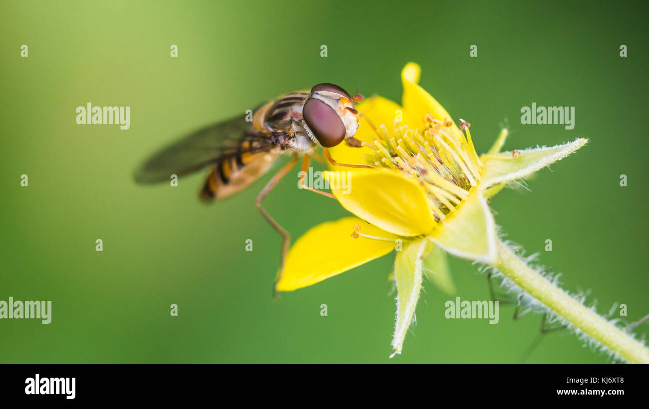 A macro shot of a hoverfly collecting pollen from a wood avens bloom. Stock Photo