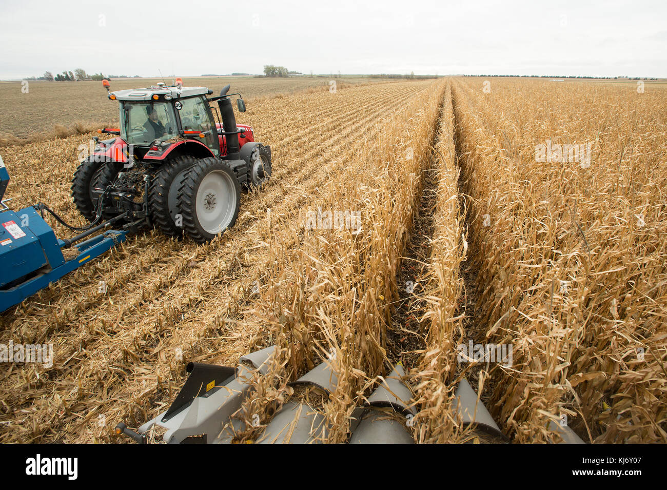 VIEW FROM INSIDE COMBINE CAB HARVESTING ROWS OF CORN, BLOOMING PRAIRIE, MINNESOTA. Stock Photo