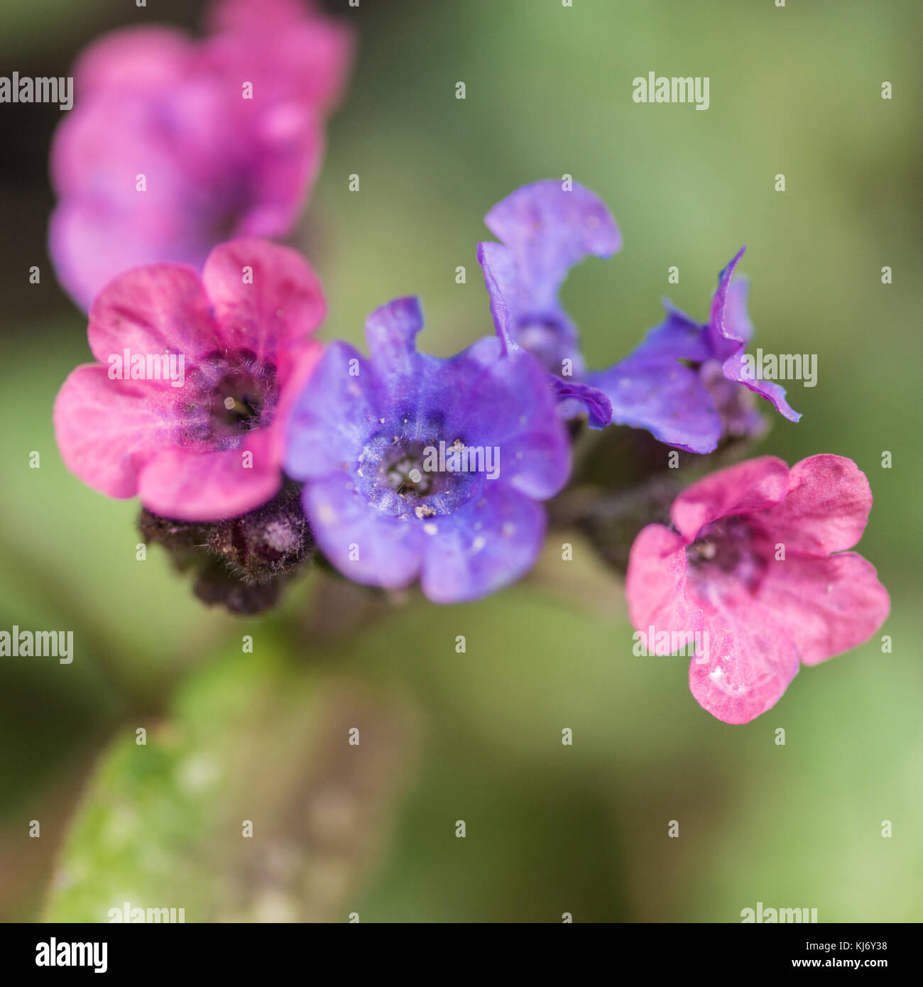 A macro shot of some lungwort flowers. Stock Photo