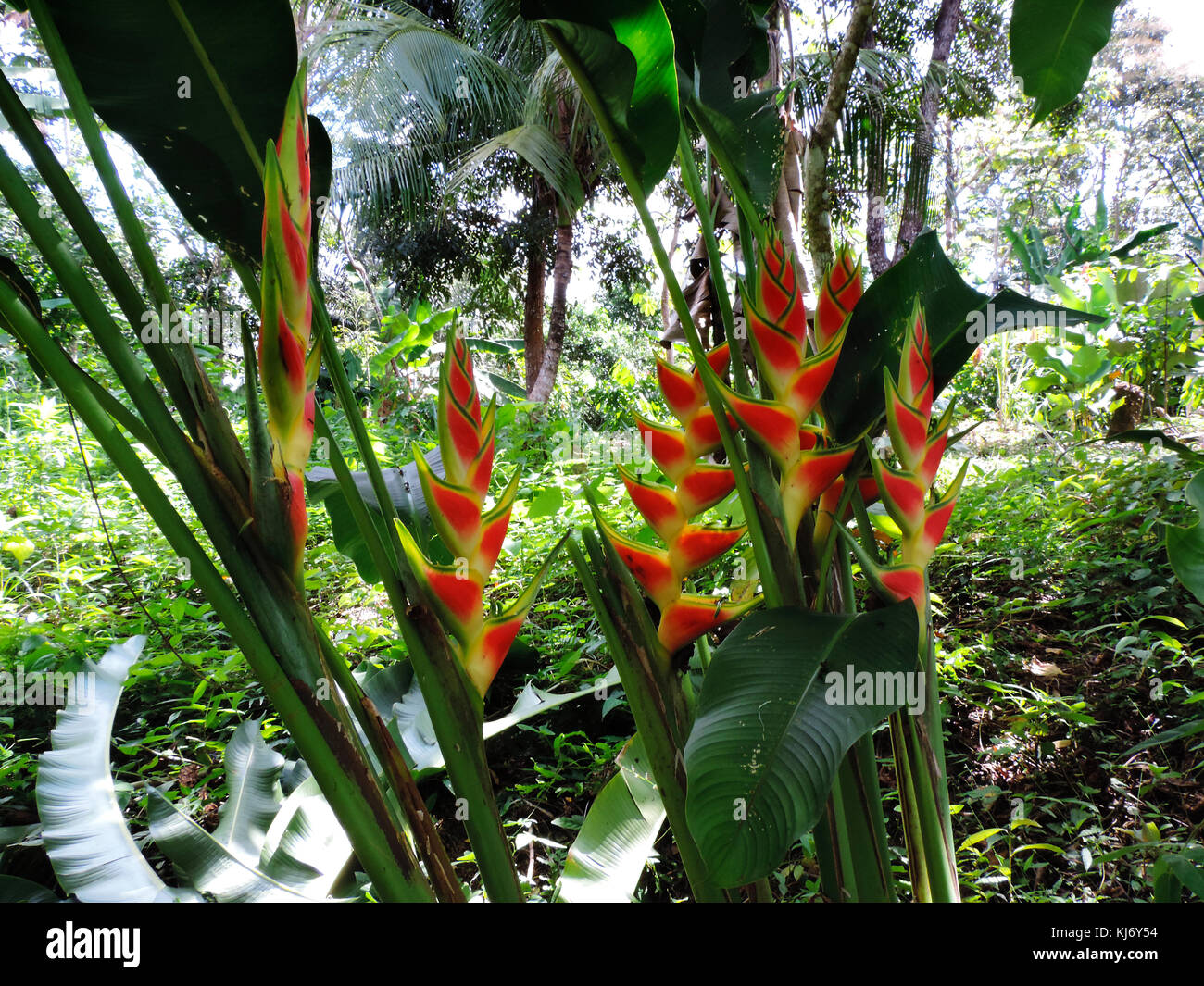 LOBSTER CLAW FLOWERS (HELICONIA SP.) AKA FALSE BIRD OF PARADISE OR WILD PLANTAIN. FOUND IN TROPICAL AMERICA, GUATEMALA Stock Photo