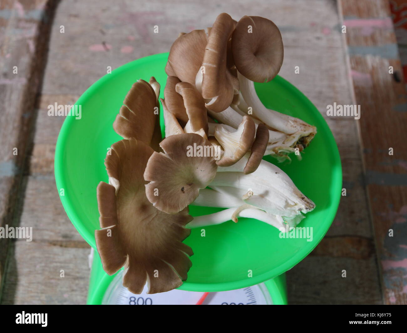 Indian mushroom on green weighing scale Stock Photo Alamy