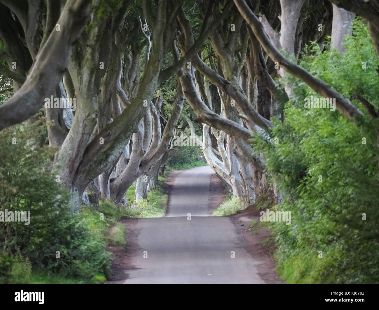 Early morning dawn, sunlight peaking through the twisted trees at the Dark Hedges avenue Ballymoney Northern Ireland Stock Photo