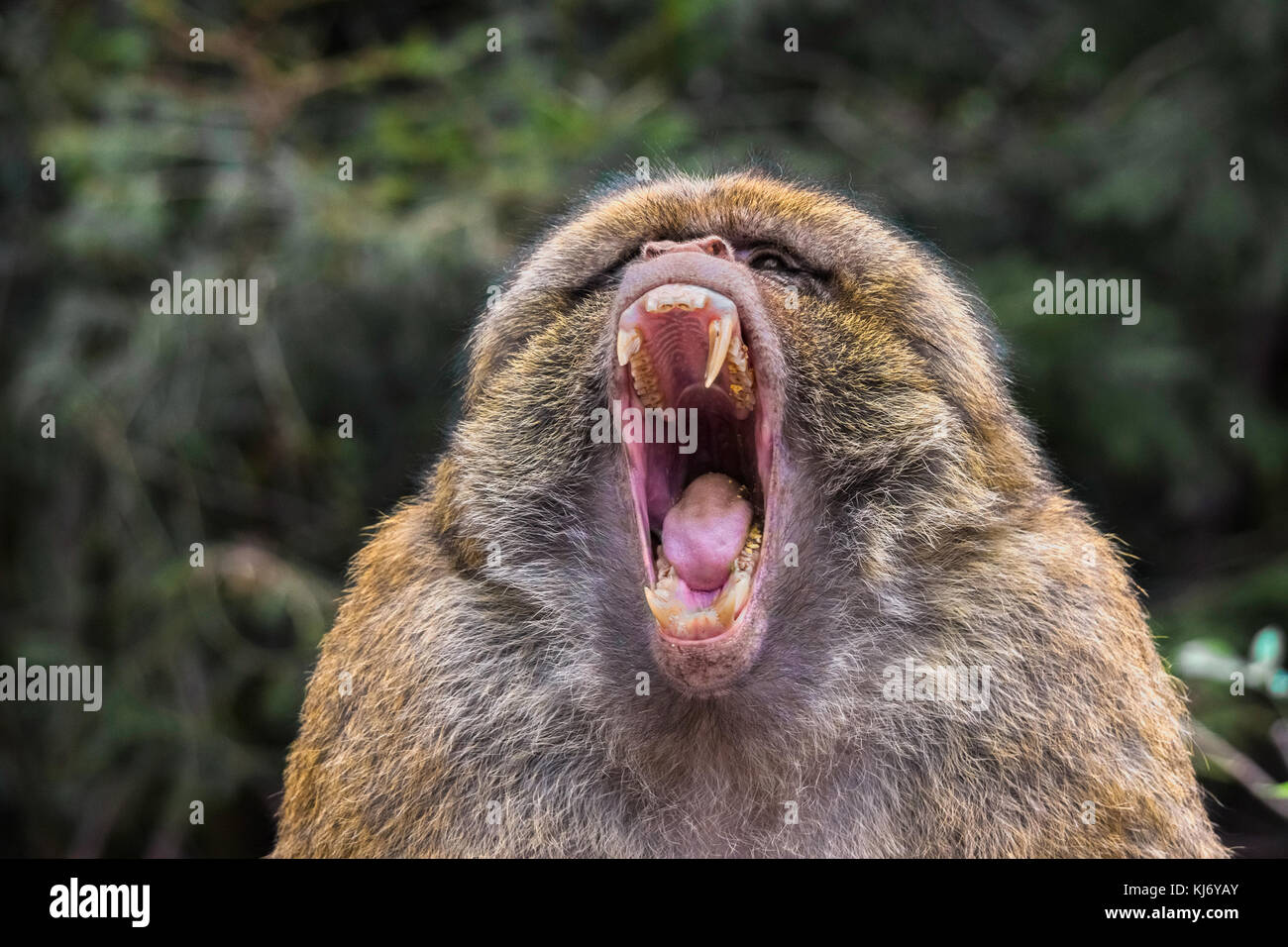 Portrait of a barbary ape, Macaca Sylvanus,  who is yawning, France. Stock Photo