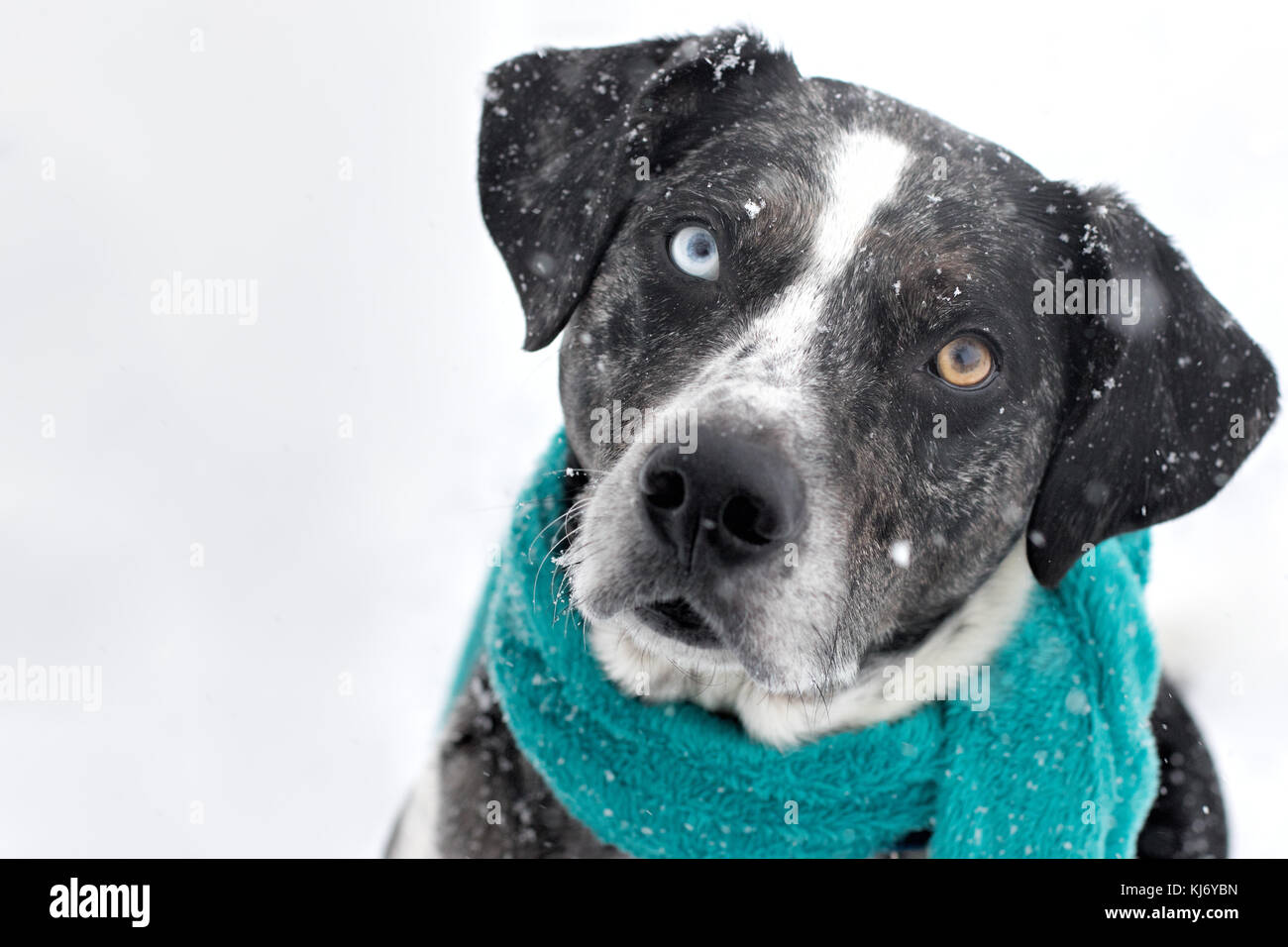 A black and white dog with two different colored eyes wearing a scarf in a snow storm Stock Photo