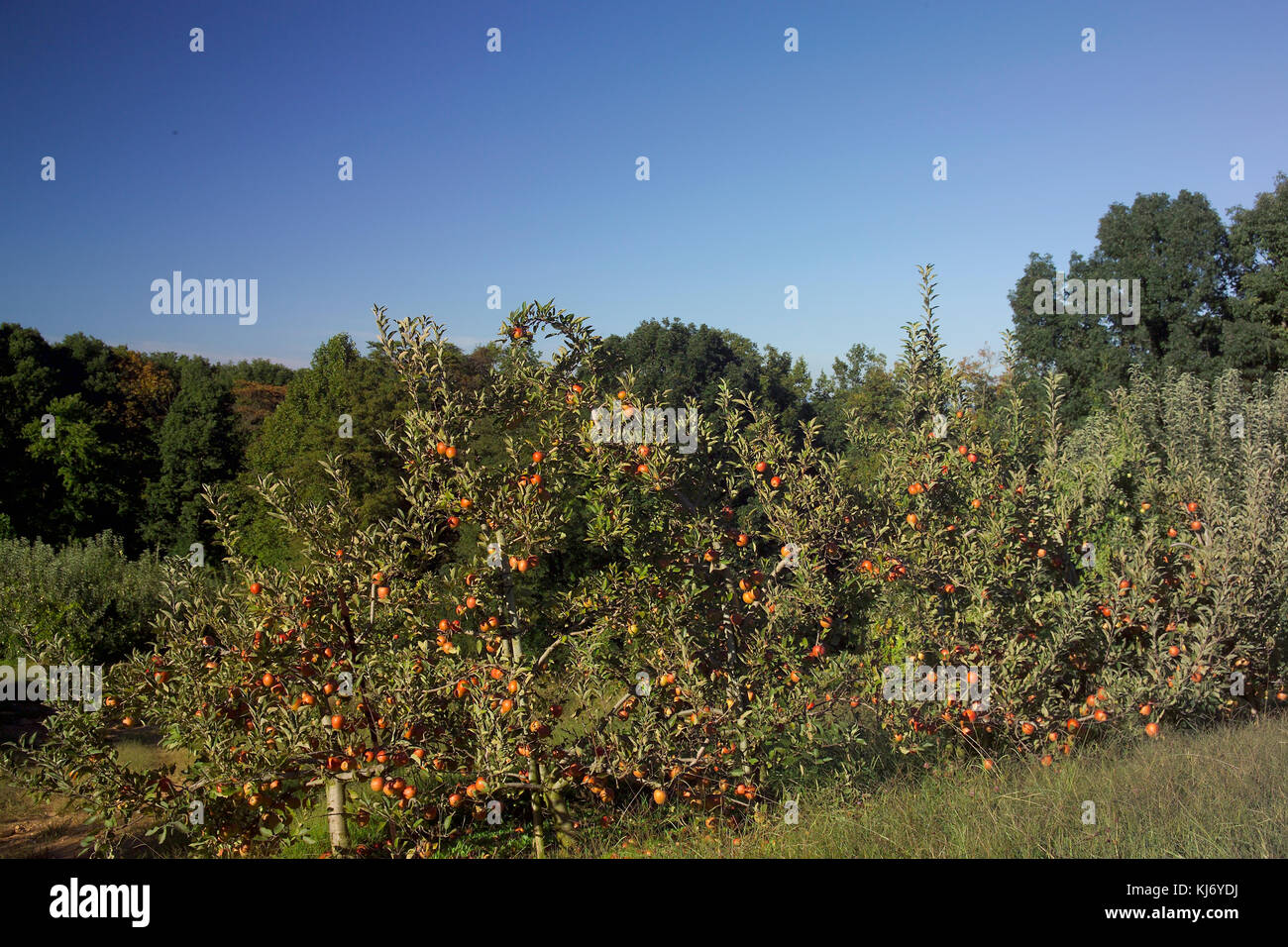 APPLE TREE IN ORCHARD (MALUS DOMESTICA) CAMEO CULTIVAR Stock Photo Alamy