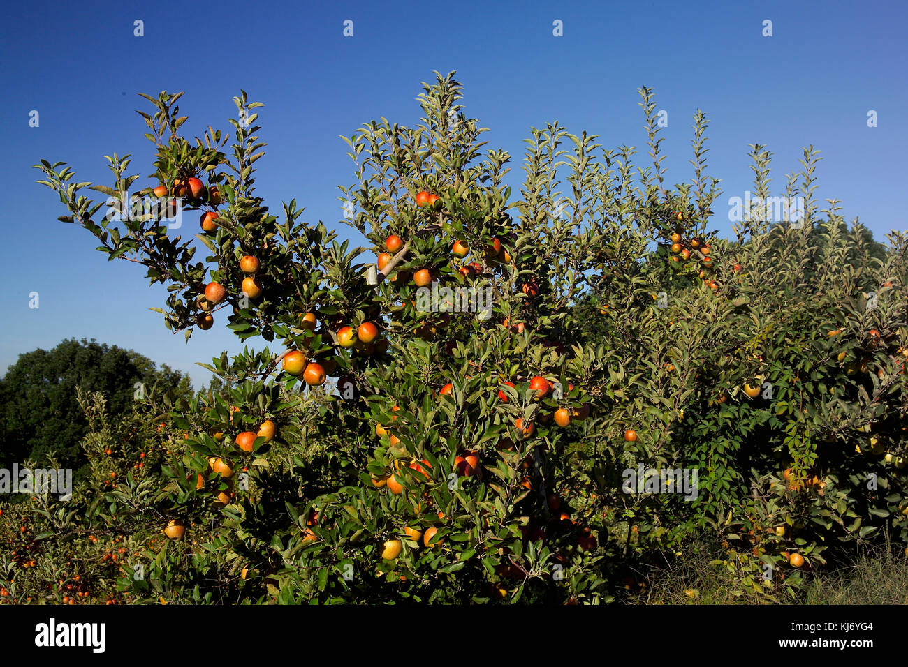 APPLE TREE IN ORCHARD (MALUS DOMESTICA) CAMEO CULTIVAR Stock Photo Alamy