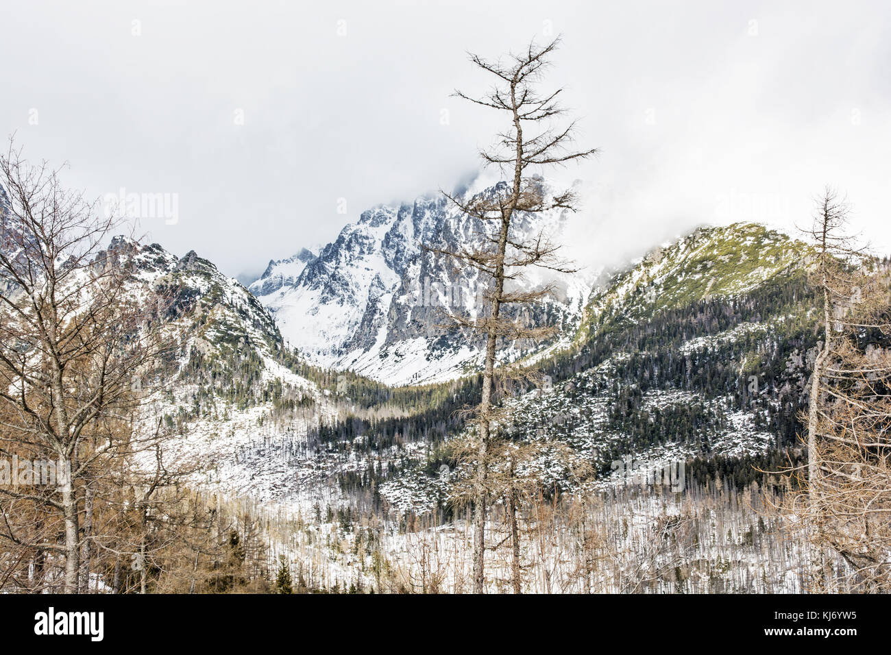 Spruce forest after natural disaster in High Tatras mountains, Slovak ...