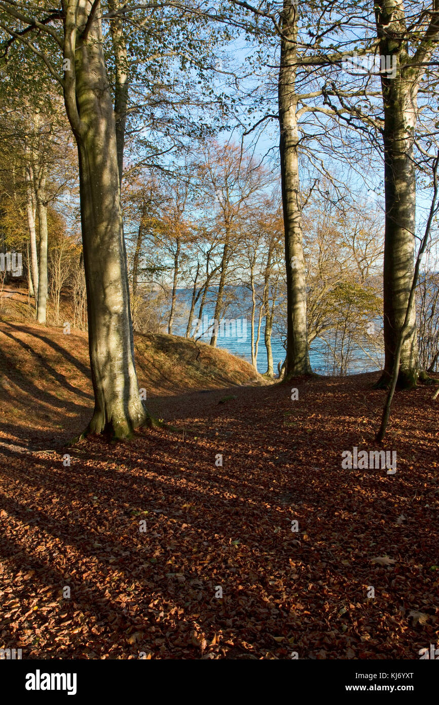 Shadows in the Woods