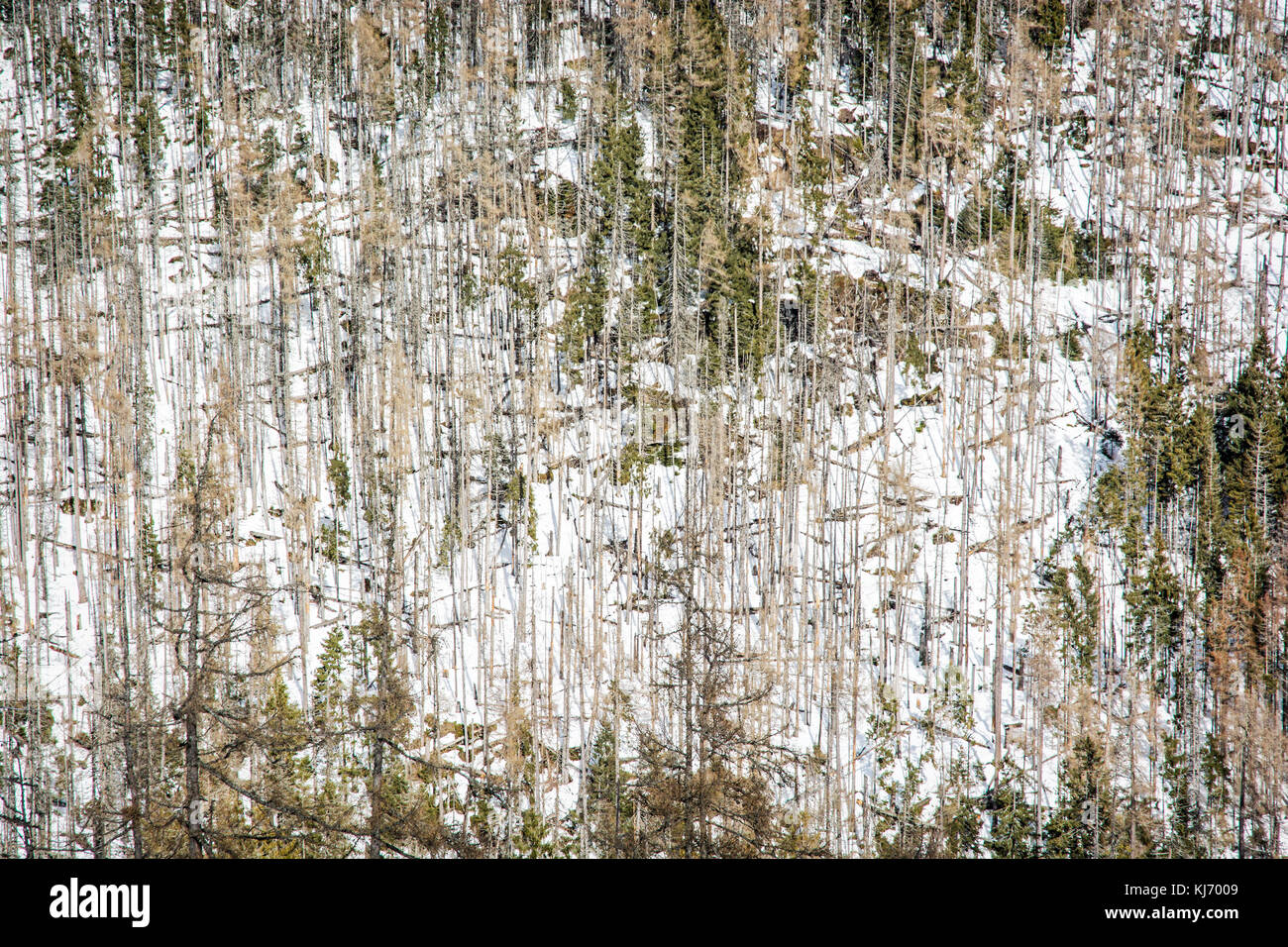 Spruce forest after natural disaster in High Tatras mountains, Slovakia ...