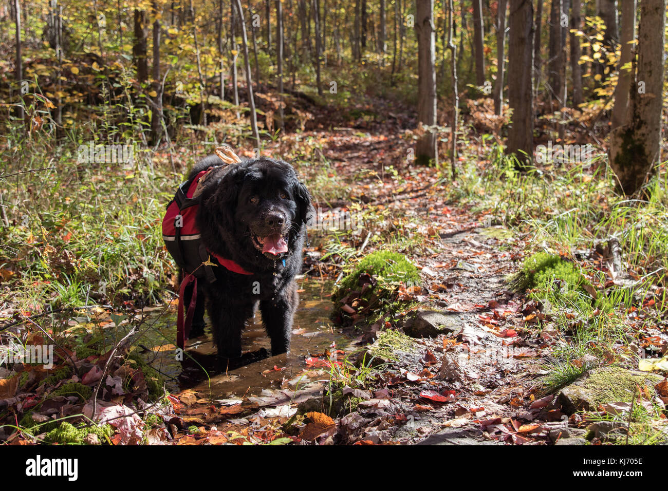 A happy Newfoundland dog wearing a backpack on a hike through the autumn forest Stock Photo