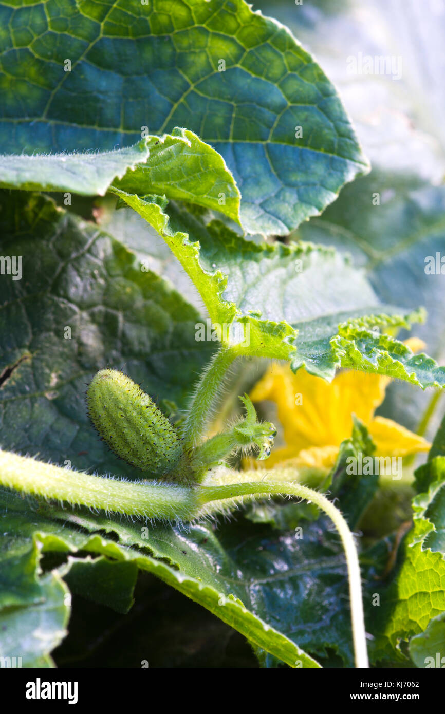 Gherkin plant growing, showing fruits, leaves, flowers and tendrils Stock Photo
