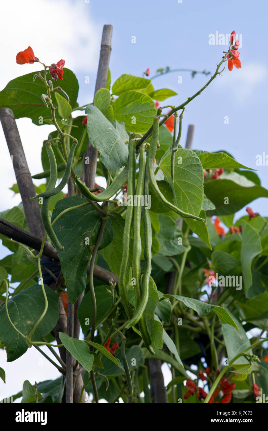Runner beans, flowers, leaves and pods, growing up garden canes Stock Photo