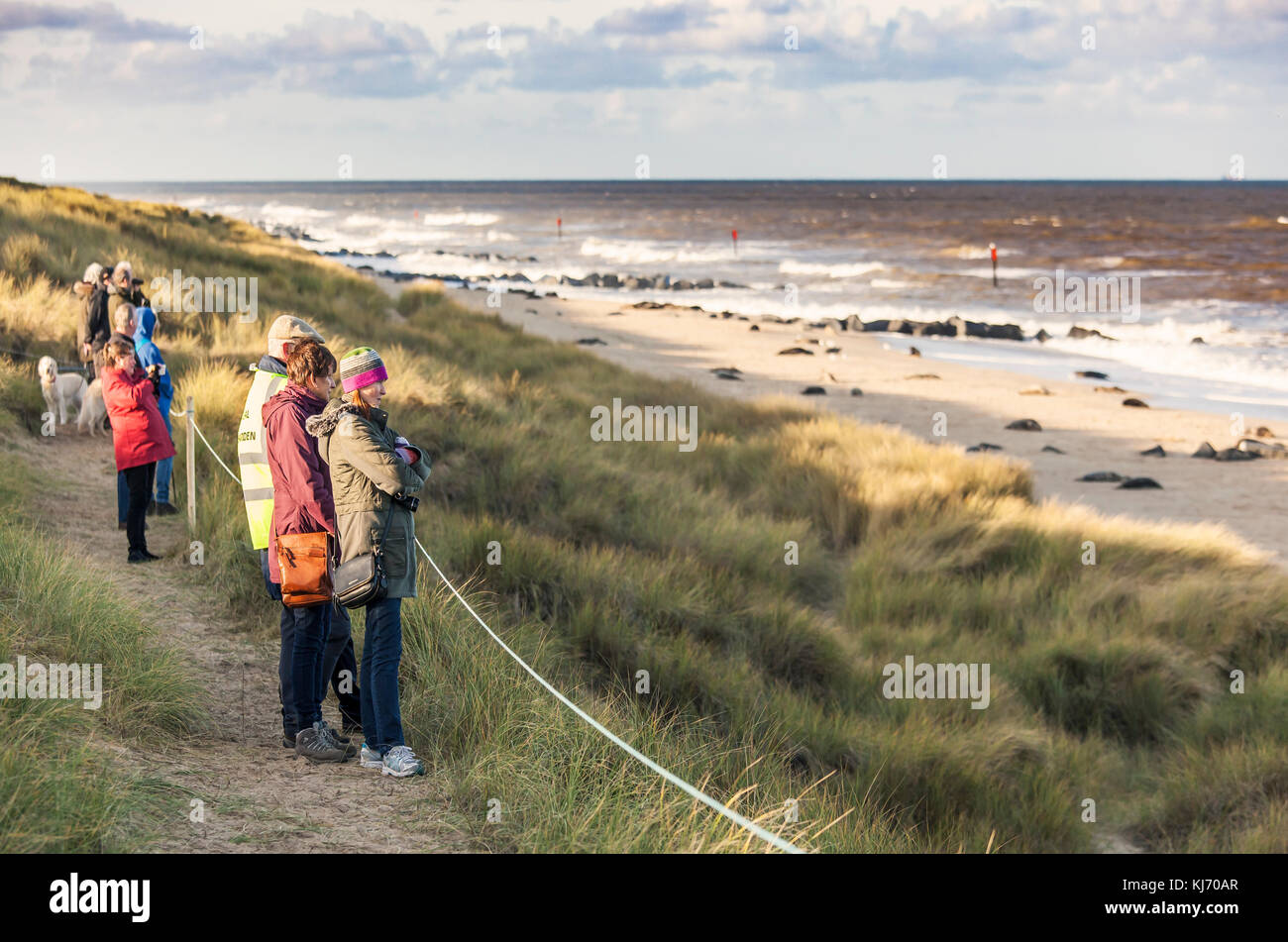 People watching the Horsey Gap seal colony. Stock Photo