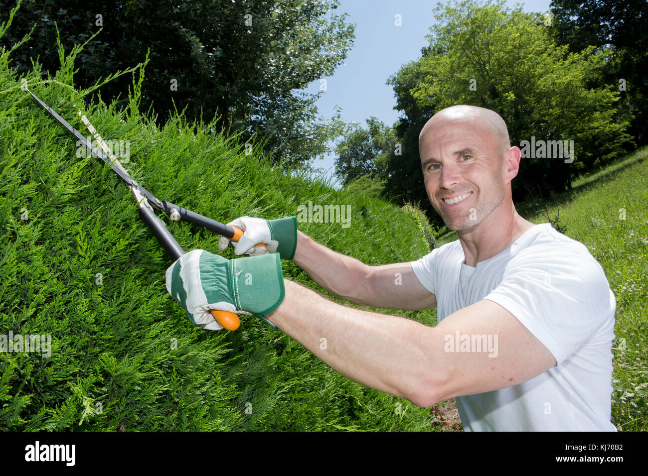 man cutting a hedge gardening Stock Photo Alamy