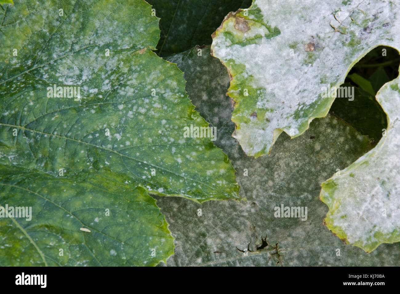 Downy mildew on the leaves of a courgette plant Stock Photo Alamy