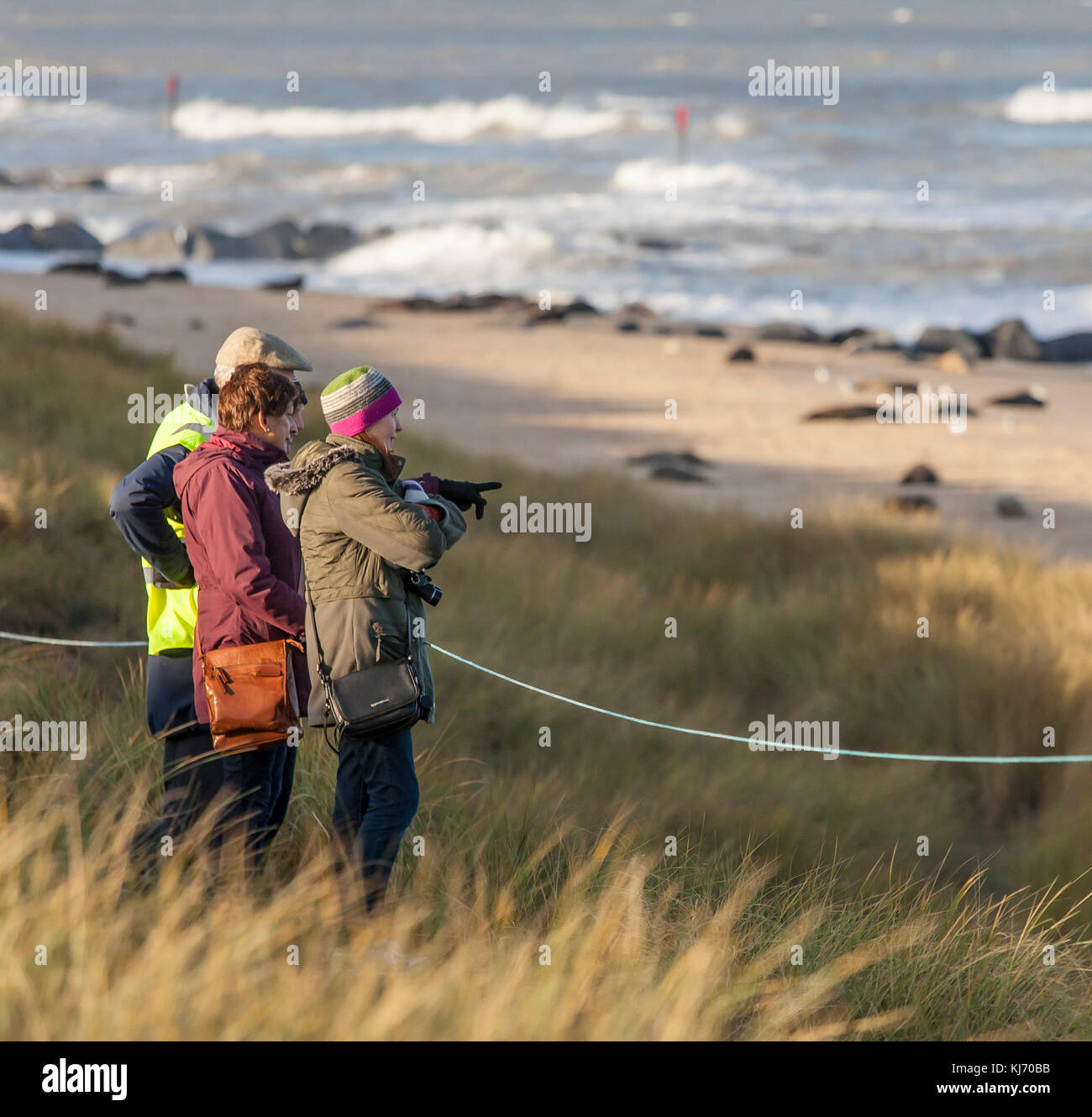 People watching the Horsey Gap seal colony. Stock Photo