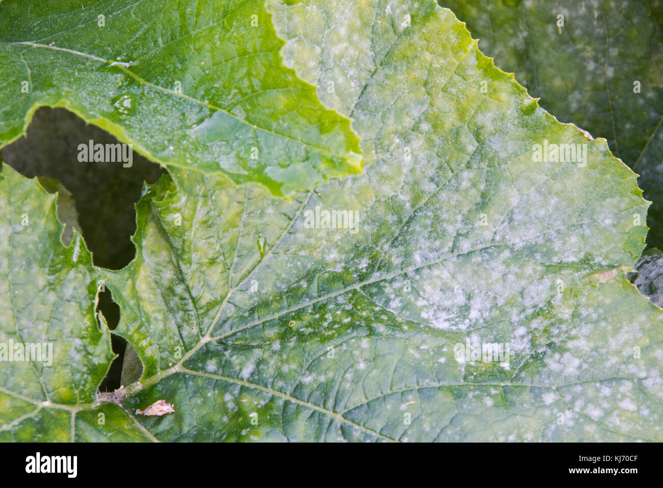 Downy mildew on the leaves of a courgette plant Stock Photo Alamy