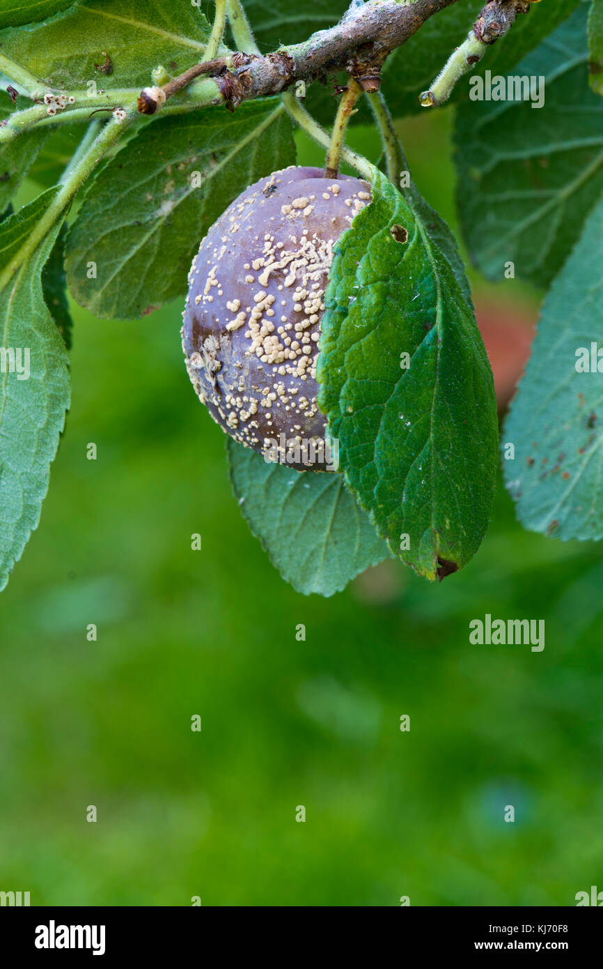 Plum tree disease hires stock photography and images Alamy