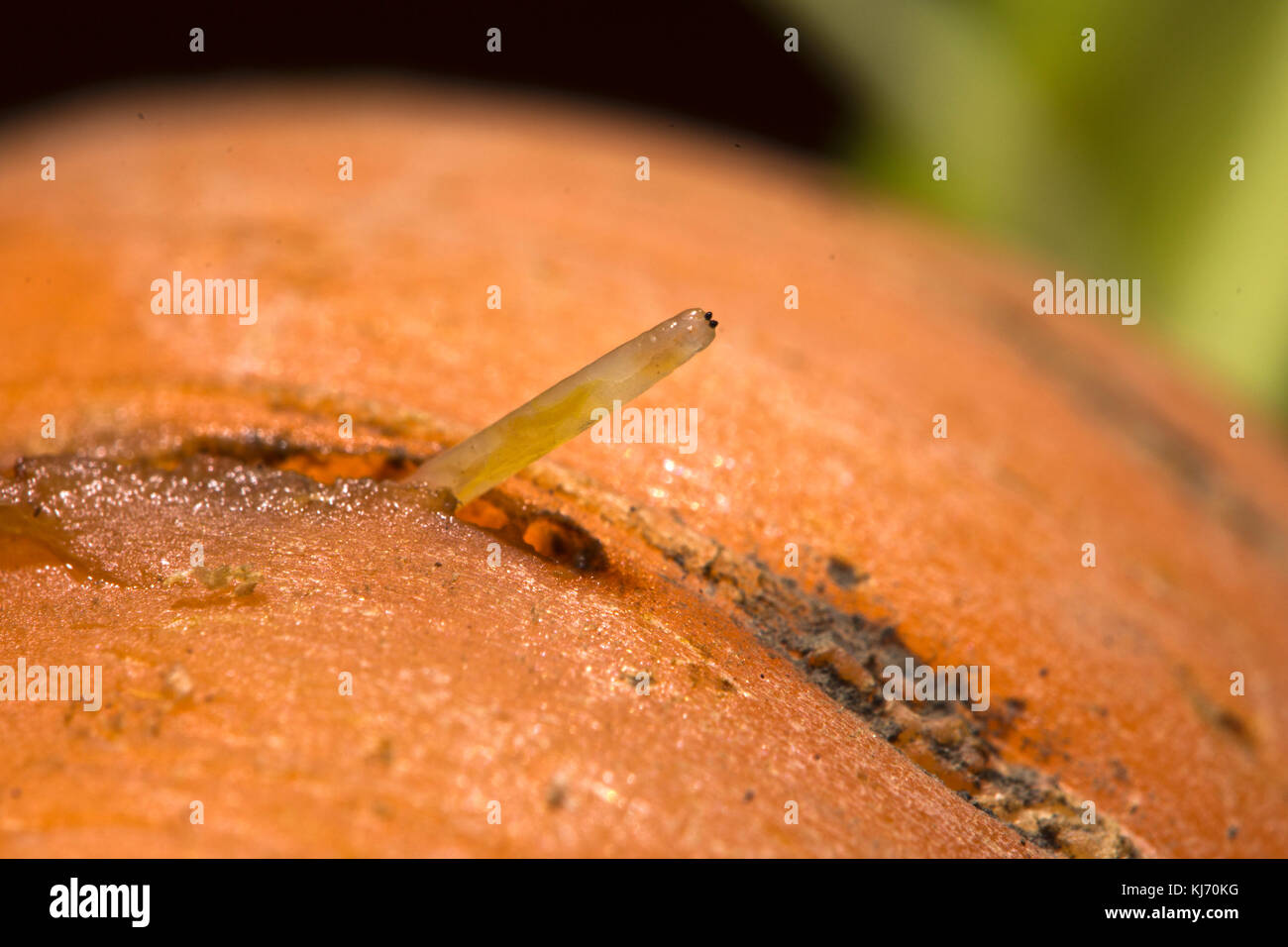 close-up-of-the-damaging-carrot-fly-larvae-maggot-chamaepsila-rosae