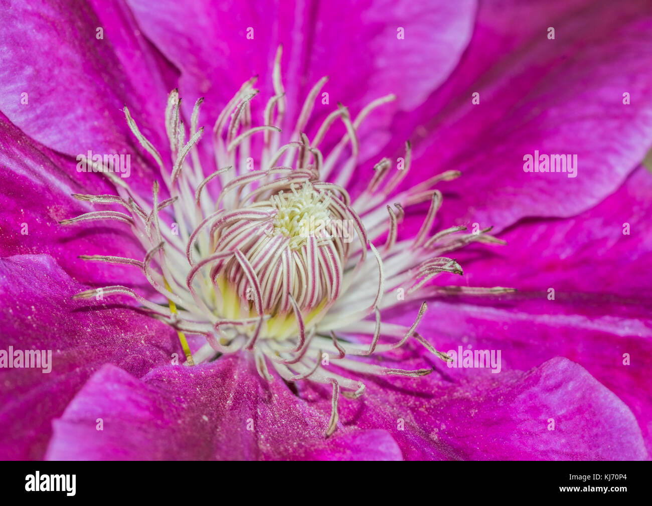 A macro shot of a clematis named Dr Ruppel. Stock Photo
