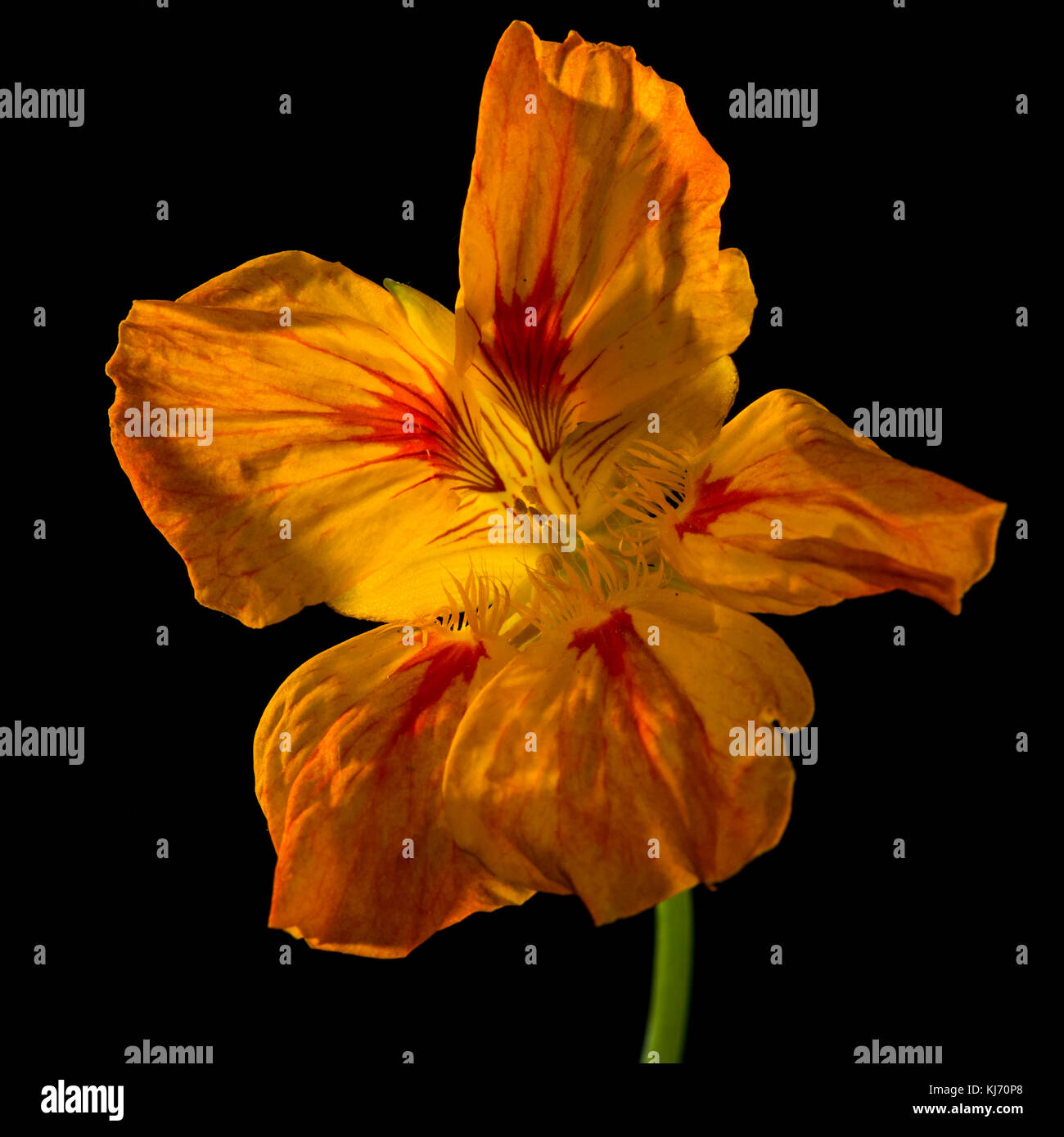 A macro shot of a nasturtium bloom isolated against a black background. Stock Photo
