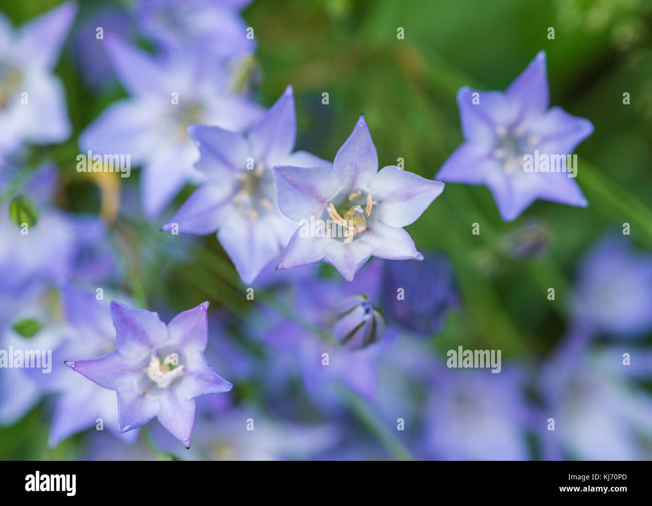 A macro shot of some blue grassnut blooms. Stock Photo