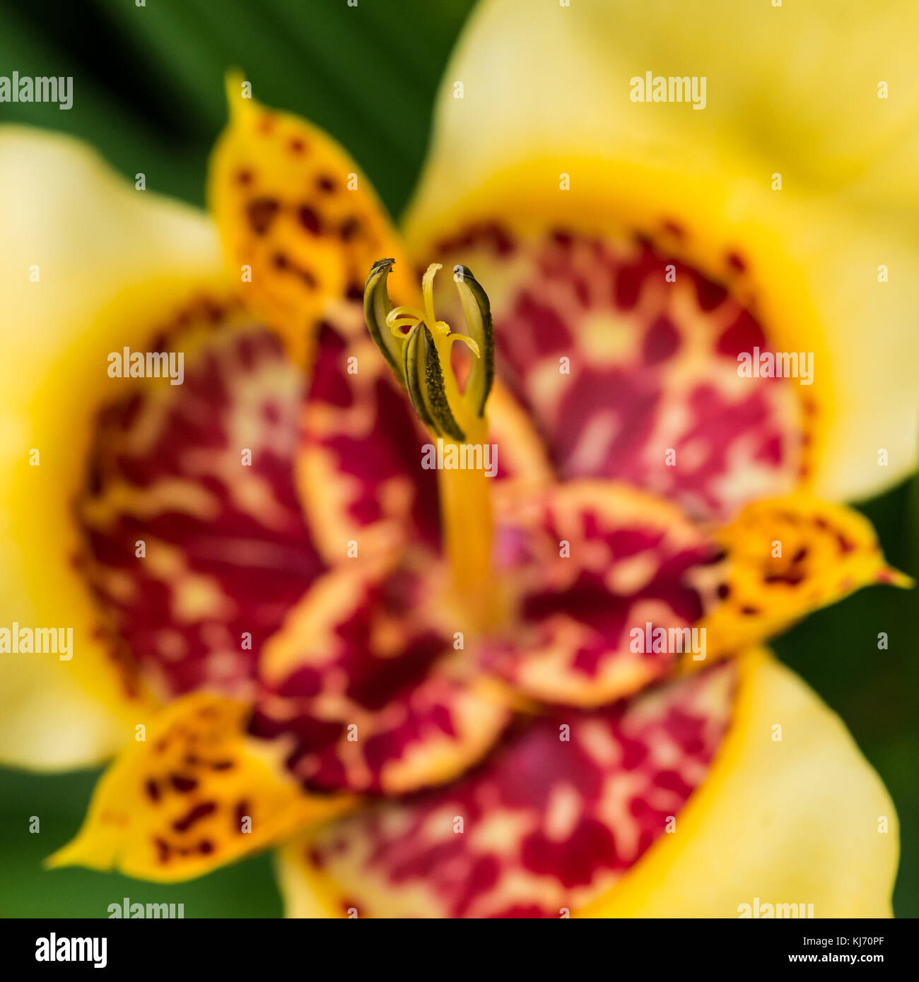 A macro shot of a tiger flower stamen. Stock Photo