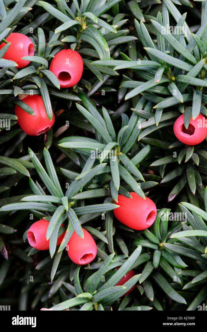 Common Yew (Taxus baccata), with fruits (arils) Stock Photo