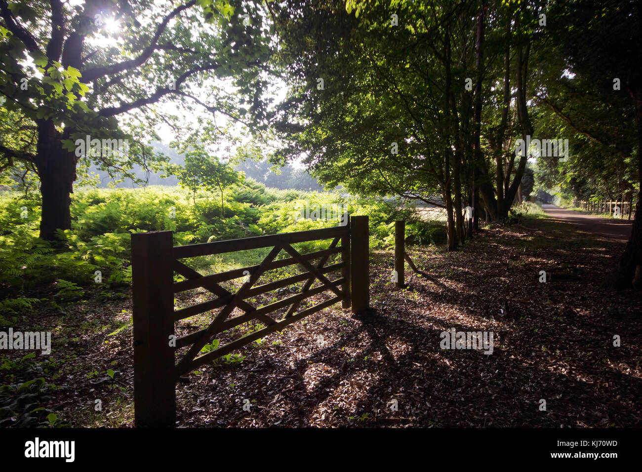 English woodland view showing a footpath a five bar gate and shafts of ...