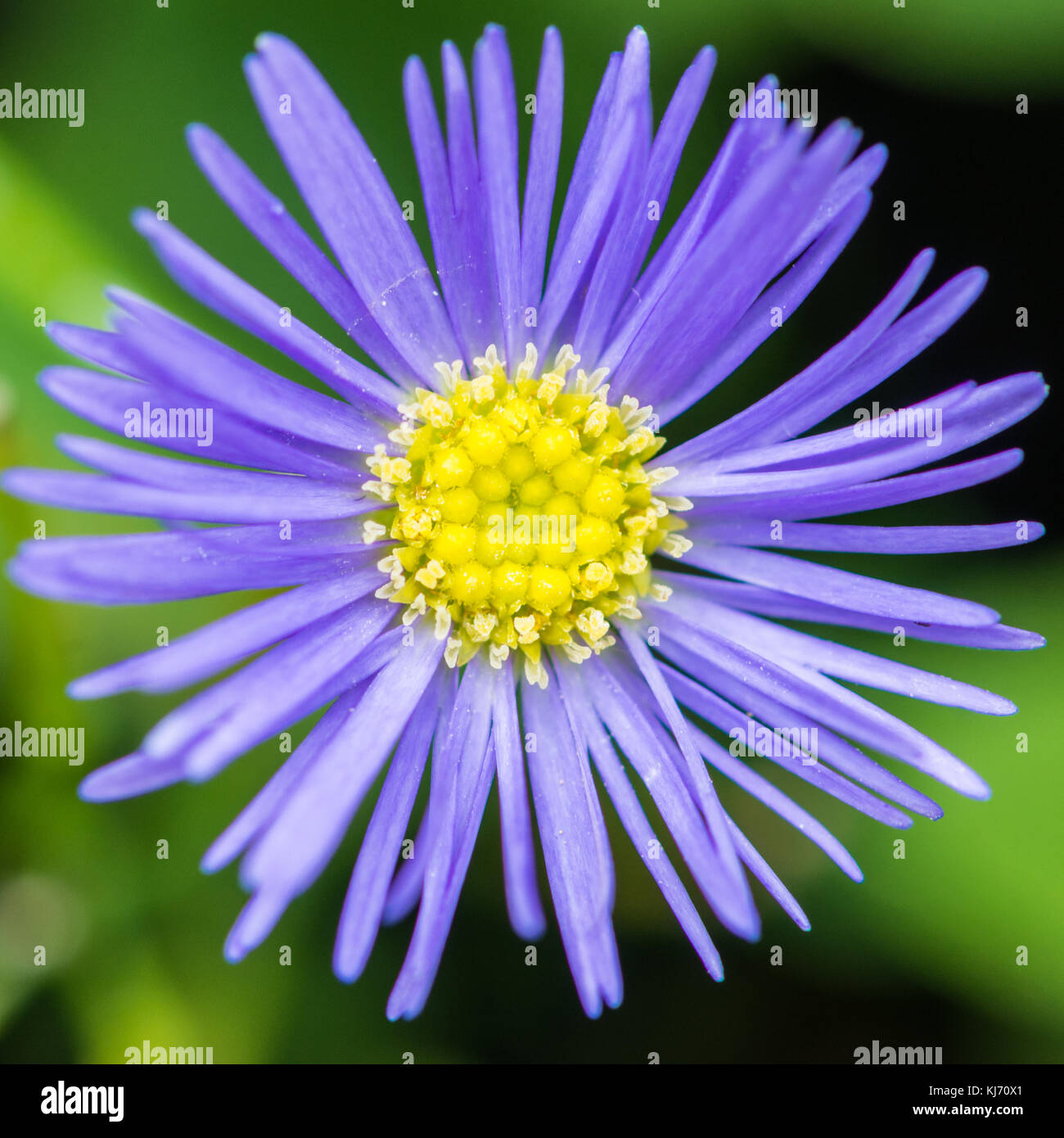 A macro shot of a rock daisy called Blue Brazil. Stock Photo