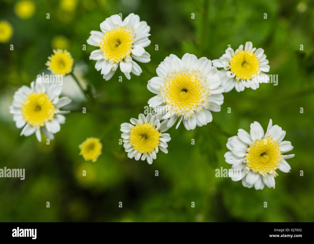 A collection of feverfew flowers. Stock Photo